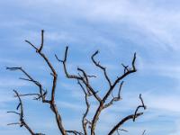 Einsamer toter Baum am Salinengelände - La Ensenada Lodge